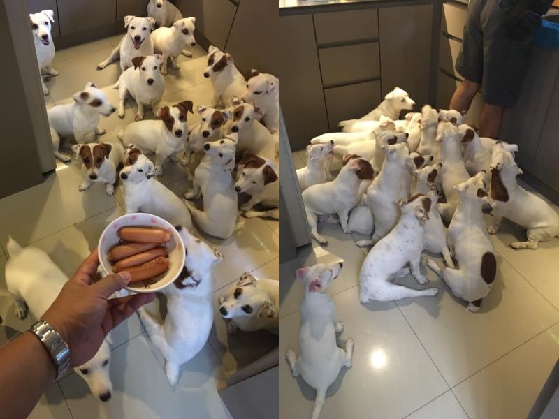 ▲食物一拿出來被無數熱烈的眼神逼視,可不是開玩笑的!(圖/Facebook@หมาวัดหลวง)