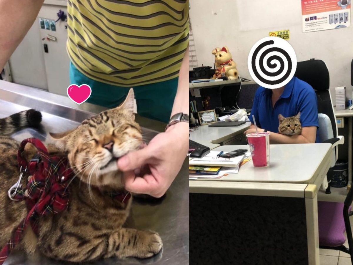 ▲網友家的豹貓特別喜歡這一位醫生叔叔，還窩在他的懷裡不想走（圖／網友陳加伃授權提供）