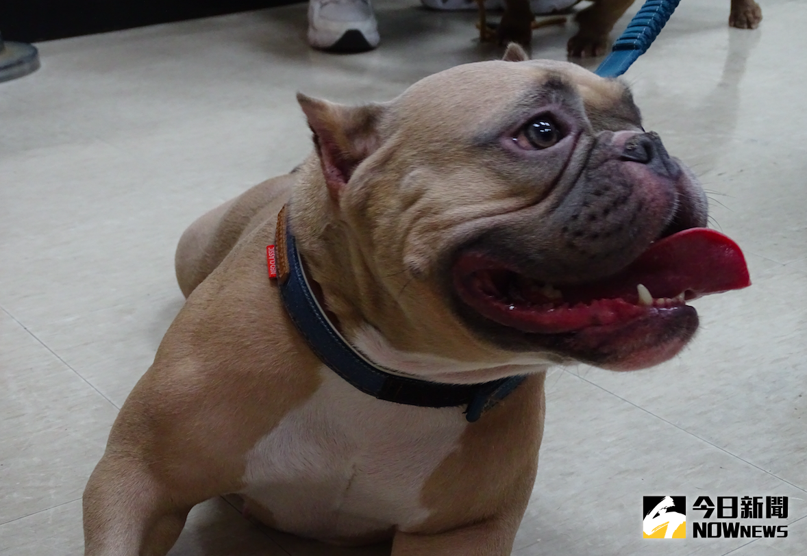 ▲農委會要禁美國惡霸犬，引發飼主恐慌與反彈。（圖／記者呂炯昌攝.2020.10.08）