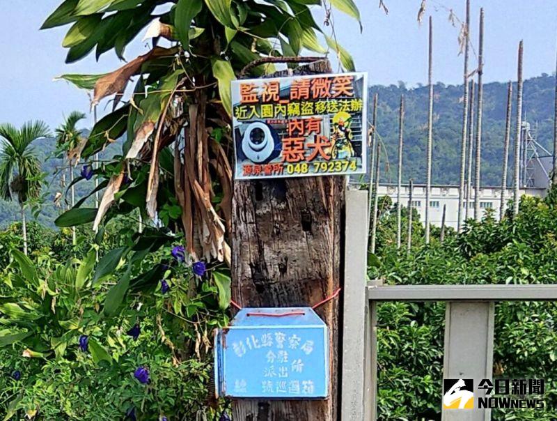 ▲二水鄉農民在果園入口貼有內有惡犬及監視器警語。(圖/記者陳雅芳翻攝,2020.10.08)