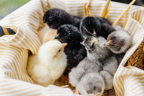 遭遺棄機場長達3天　2.6萬隻小雞僅3200隻靠吃同伴倖存
