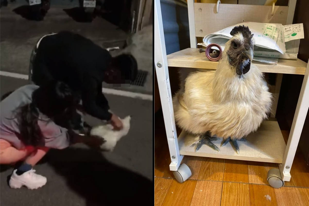 ▲一名女網友指出，自己喝醉酒醒來，發現房間多了一隻雞，而真相曝光後，也讓不少人笑翻直呼「太狂了！」（圖／翻攝爆怨公社臉書）