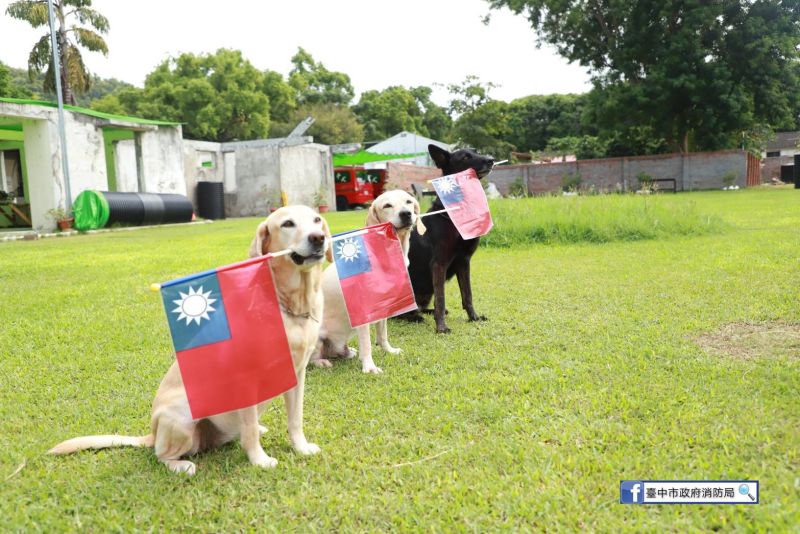 ▲霧峰光復新村搜救犬大隊辦升旗，搜救英雄鐵雄坐立，用嘴代手揮舞國旗，嚴肅又可愛(圖／擷取盧秀燕臉書2020.10.10)