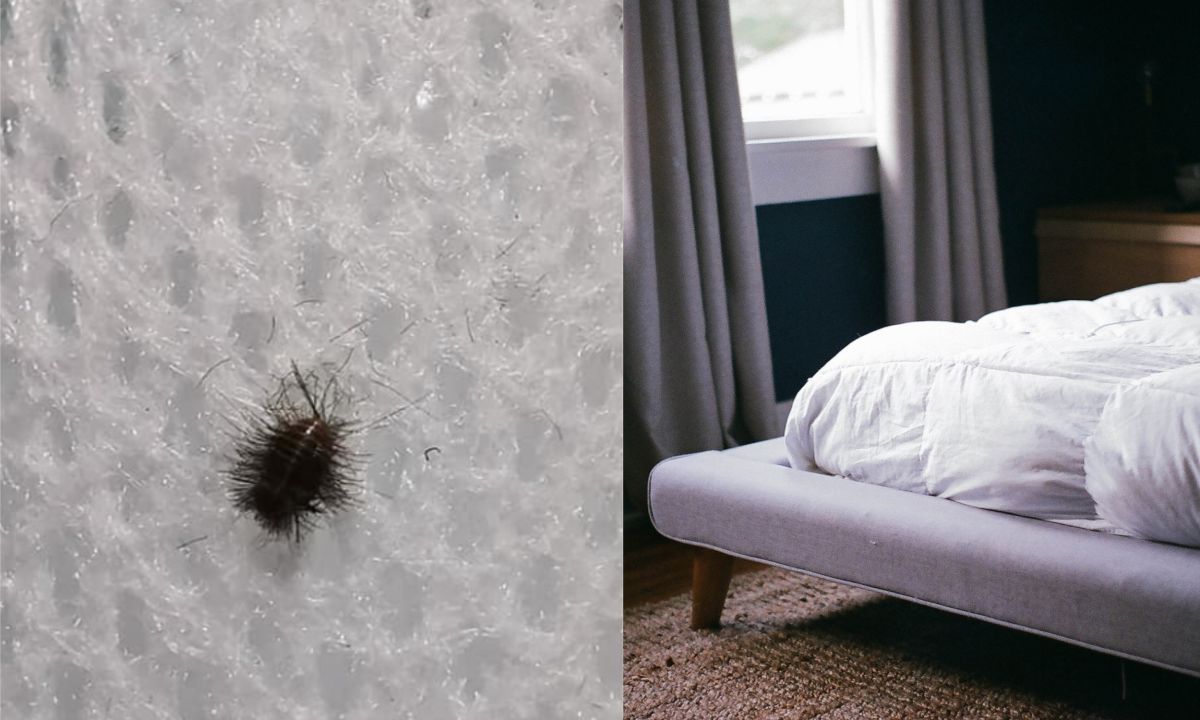 ▲一名男網友在《爆系知識家》發文，表示在床墊發現「黑毛蟲」。（左圖，翻攝自《爆系知識家》／右示意圖，與文章中內容無關，取自unsplash）