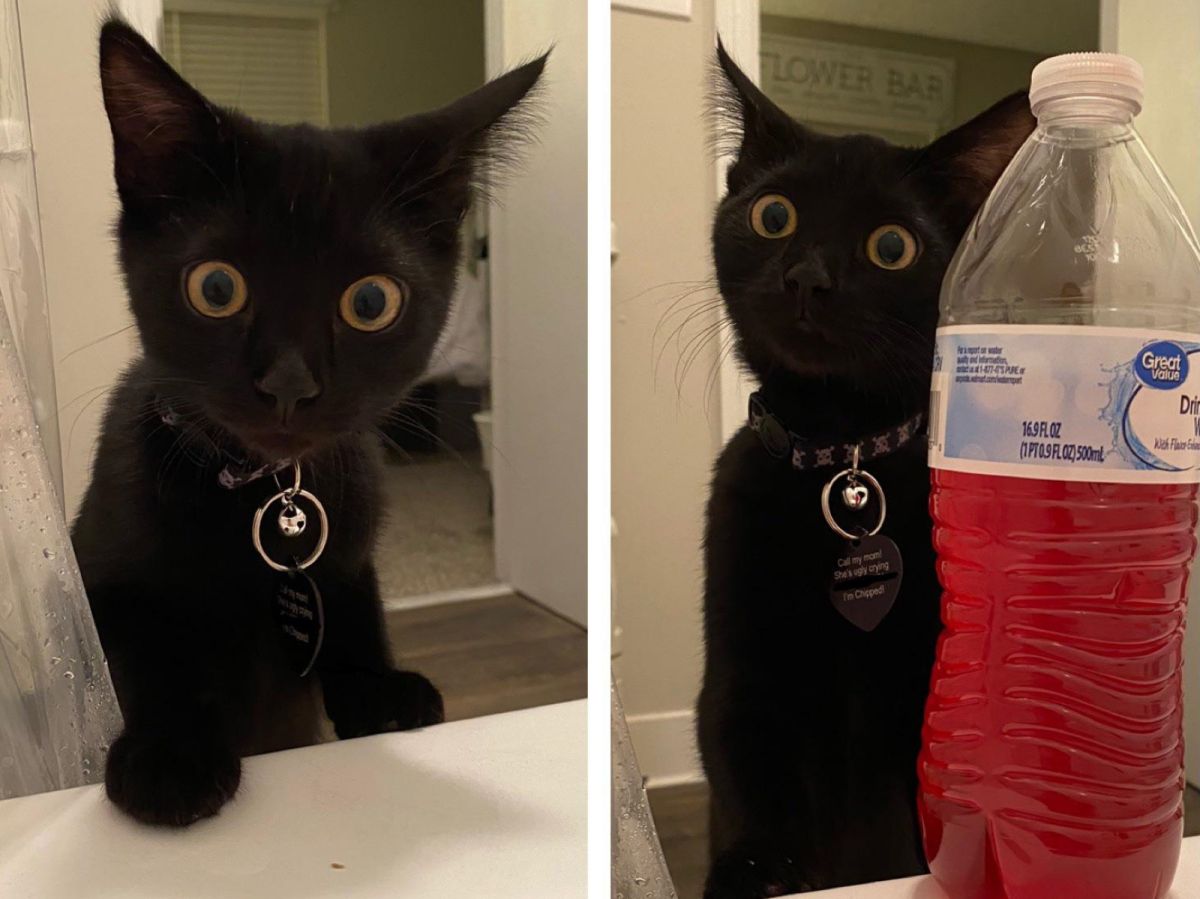 ▲黑貓鮪魚（Tuna Fish）看到主人洗澡，露出了超驚恐的表情。（圖／reddit@tacos_fall_apart）