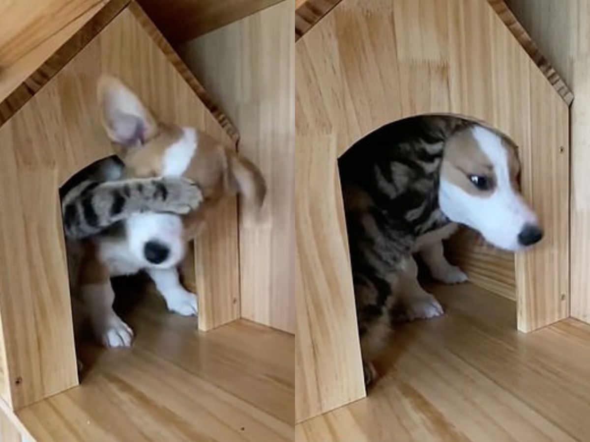 ▲美國短毛貓Seventeen為了不讓柯基犬Bouncy出去頻頻阻撓。 （圖／douyin@danjuan124）