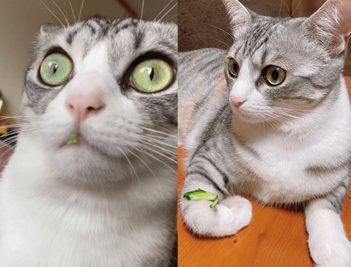 ▲日本一隻傻貓偷吃生菜被主人當場抓包（圖／Twitter@airi_____）