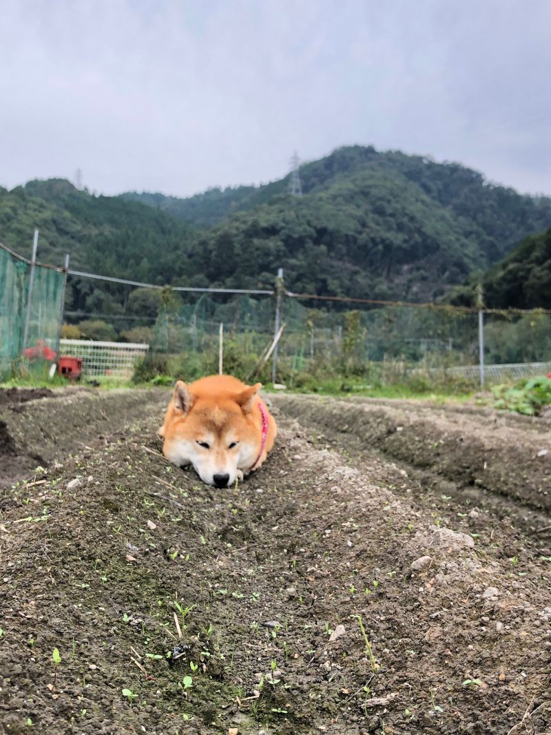 ▲汪汪!柔軟的觸感實在太蘇湖啦!(圖/Twitter@pote32jp)