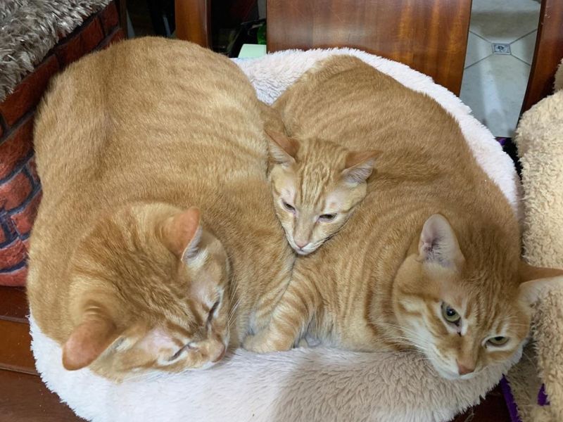 ▲兩隻胖橘貓中間塞一顆小貓頭，被網友笑說牠快被淹沒了！（圖／粉專胖寶胖乖-肥貓們的世界授權提供）
