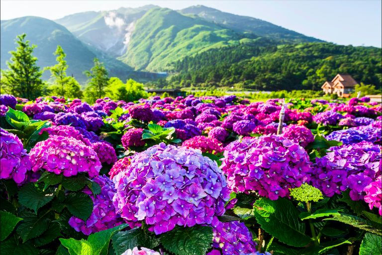 ▲陽明山。（圖／取自Shutterstock)