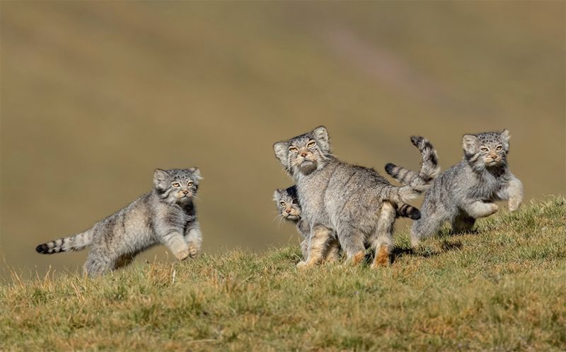 ▲2020野生動物攝影獎的其他入圍佳作。(圖/翻攝自Wildlife