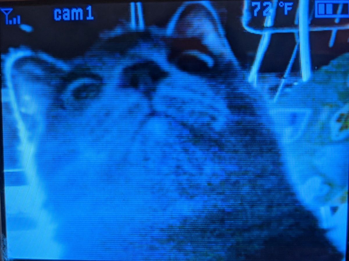 ▲國外女子艾莉森（Allison）家的灰貓格蕾絲（Graycie）被抓到做壞事，卻反過來逼視鏡頭。（圖／Reddit@u/random_tant）