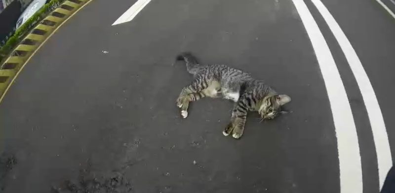 ▲被撞的浪貓當場昏在馬路上(圖/新北市政府警察局土城分局–土城交通分隊)