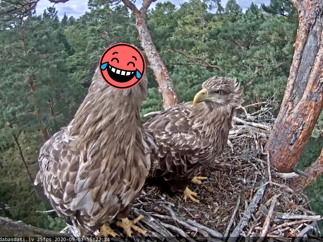 ▲拉脫維亞一隻白尾海鵰似乎發現了巢位旁邊攝影機的存在，連連看著它呆萌甩腦袋。（圖／Youtube@liznm）