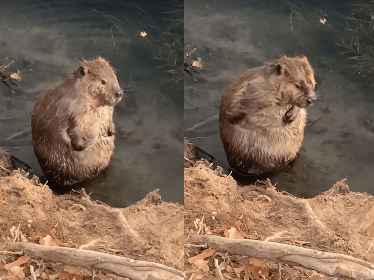 ▲美國一位民眾，幸運看到河狸在洗香香的可愛畫面！（圖／FB@Banook Rodarte）