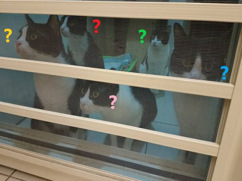 5賓士住旅館好奇窺探「彩色貓」　媽：從小只見黑白色！
