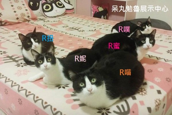 ▲五隻貓咪（5R）分別是「R喵」、「R蜜」、「R扭」、「R妮」與「R噗」，全部都是不同胎，牠們平時感情很好會聚在一起，而且也很愛吃（圖／粉專呆丸勉魯展示中心授權提供）