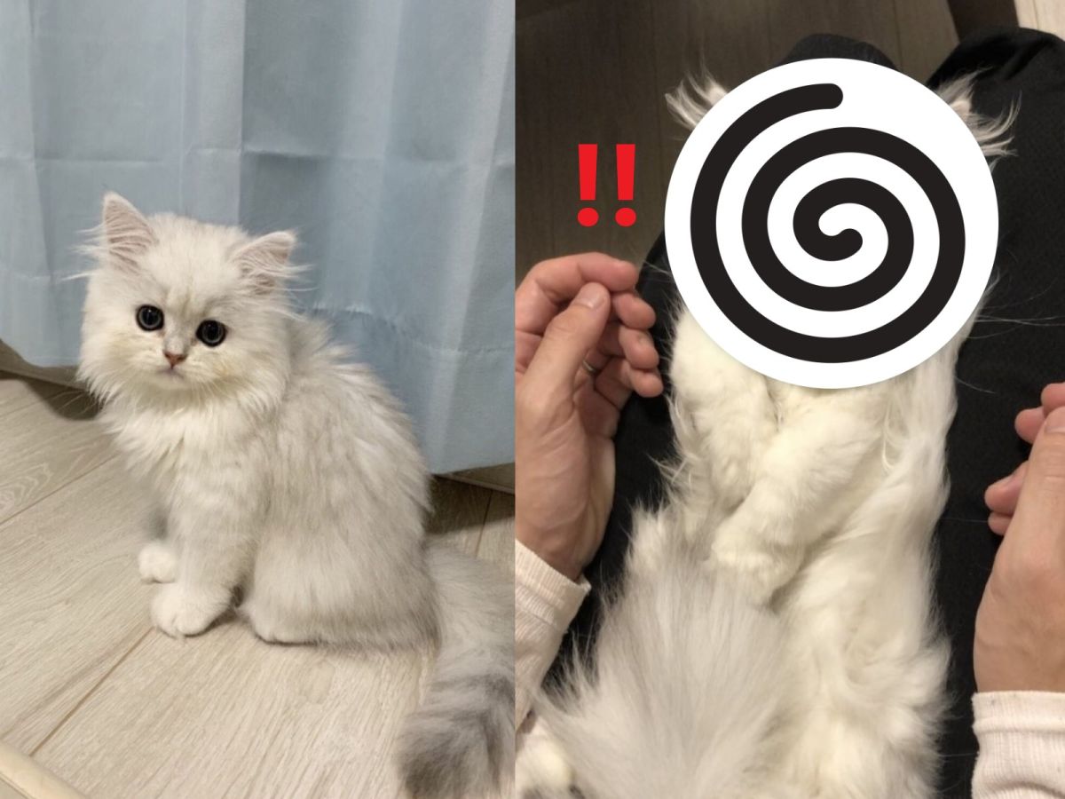 ▲可愛的波斯貓被奴才變身「超級賽亞貓」（圖／twitter@kotechan0405）