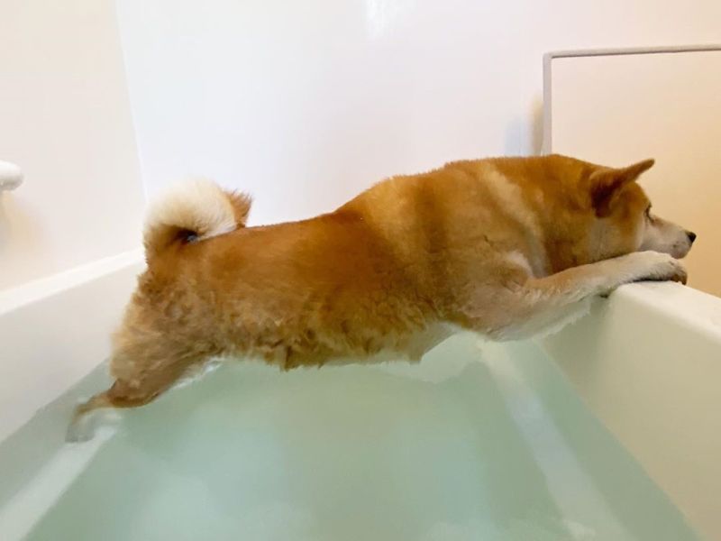 ▲日本一隻柴犬不喜歡洗澡將身體弄濕（圖／IG@tommyrts）