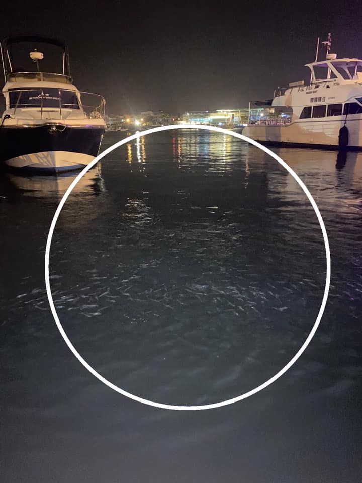 ▲台南昨天連續發生多起地震，網友路過安平漁港時發現有魚群在水面躍動。（圖／翻攝台南爆料公社）
