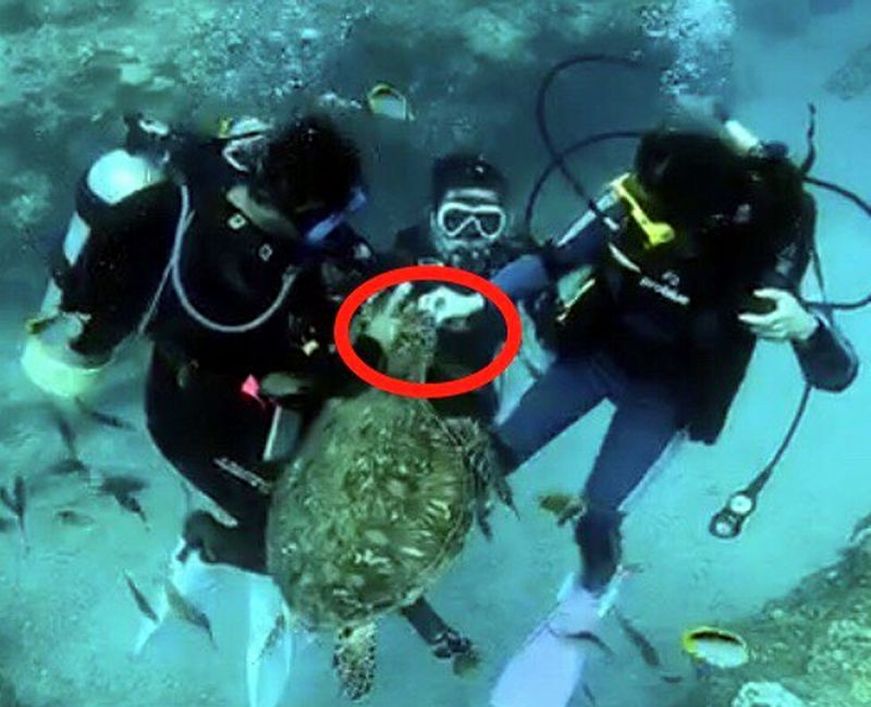 潛客疑似違法餵食海龜　海巡循線逮人
