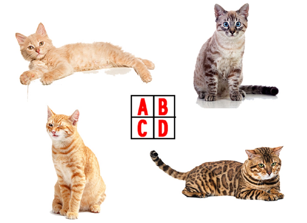 ▲直覺選哪隻貓咪會說人話？測「別人眼中的你」。（圖／翻攝自《Look Pretty 美日誌》）