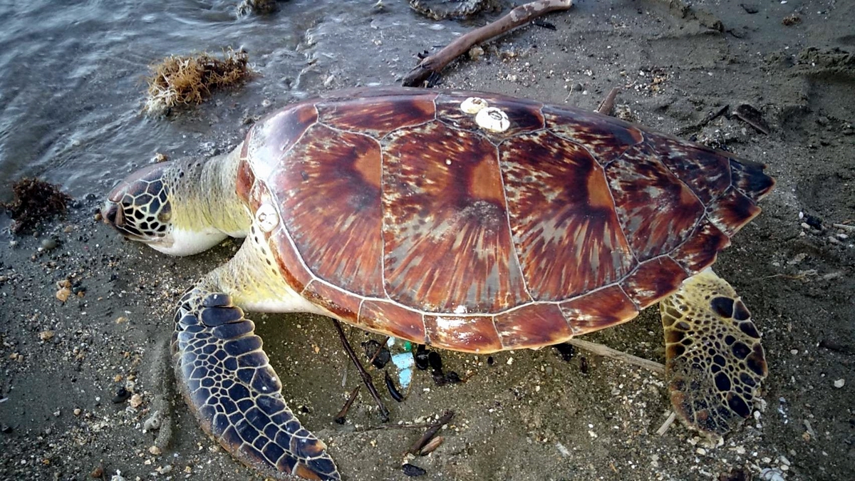 ▲屏東縣車城鄉海口黃金海岸沙灘發現乙隻海龜死亡，經研判為保育類「綠蠵龜」 長50公分、寬46公分。（圖／海巡署第八巡防區指揮部提供,2020.10,19）