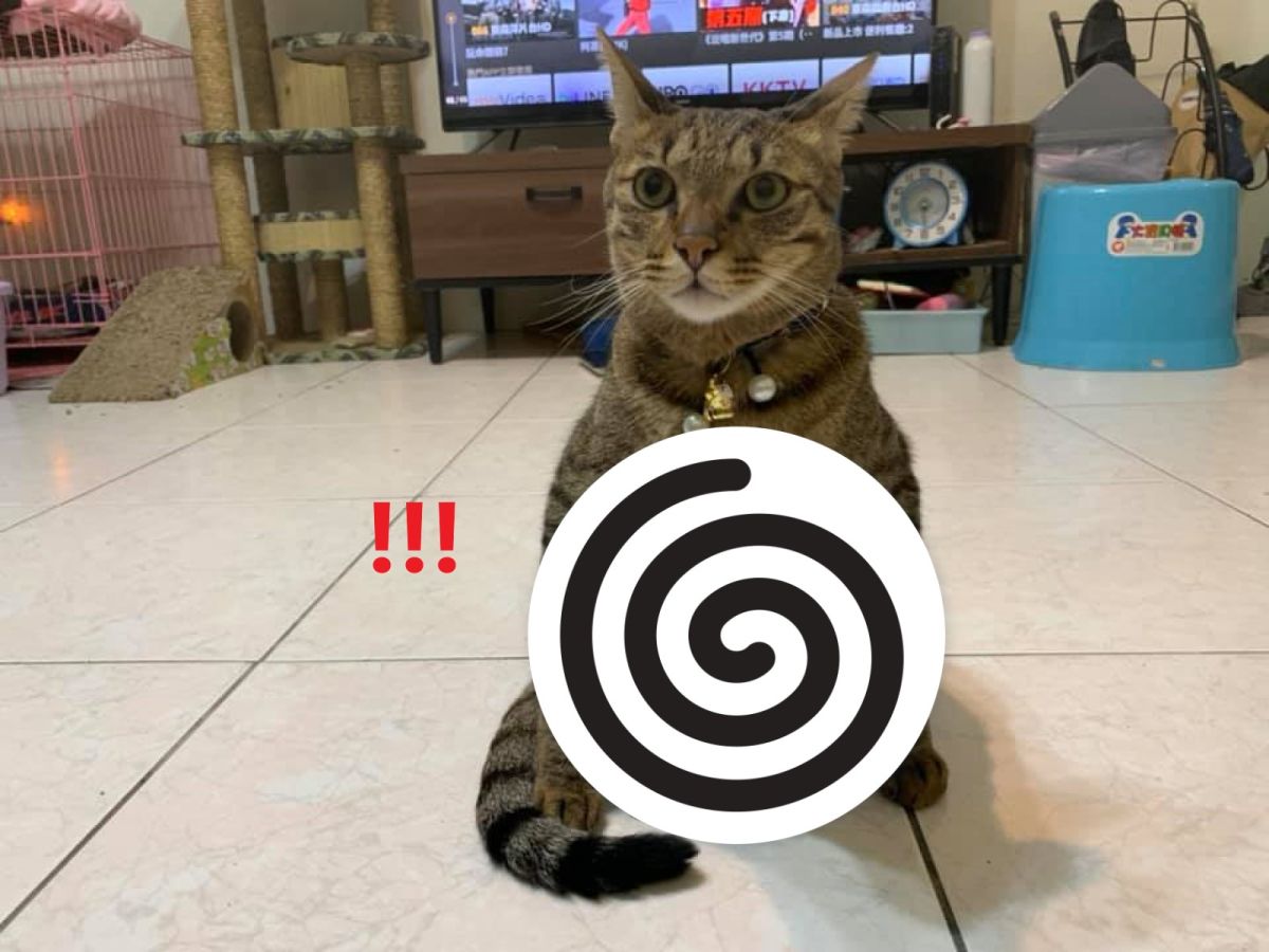 ▲網友兵兵家的虎斑貓日前向她炫耀「亞洲蹲」（圖／網友兵兵授權提供）