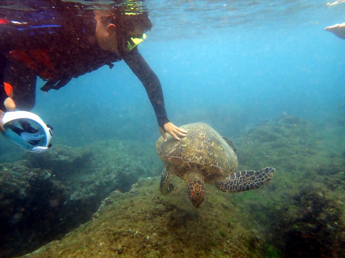 ▲昨天下午在小琉球龍蝦洞海域又發生騷擾海龜事件海巡人員繼續取締，並呼籲浮潛遊客，浮潛時看海龜應保持「不接觸、不干擾、不餵食」。（圖／海巡署南部分署第五岸巡隊小琉球安檢所提供,2020.10,20）