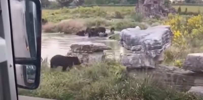 ▲上海野生動物園猛獸區傳出一起飼養員遭群熊撕扯致死的不幸意外。（圖／翻攝自微博）