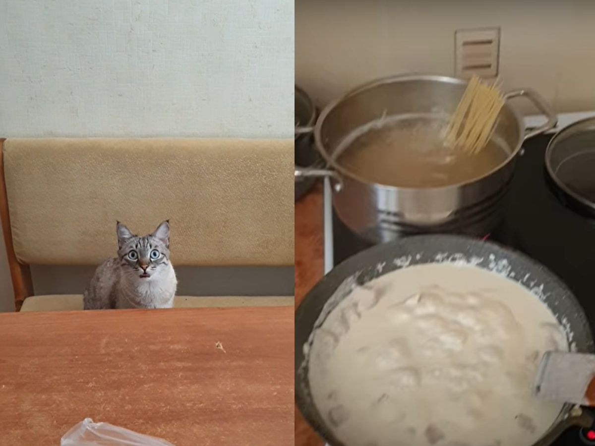 ▲當主人正在煮香噴噴義大利麵，一旁喵皇坐在餐桌前狂吞口水！（圖 ／翻攝自Youtube@ViralHog）