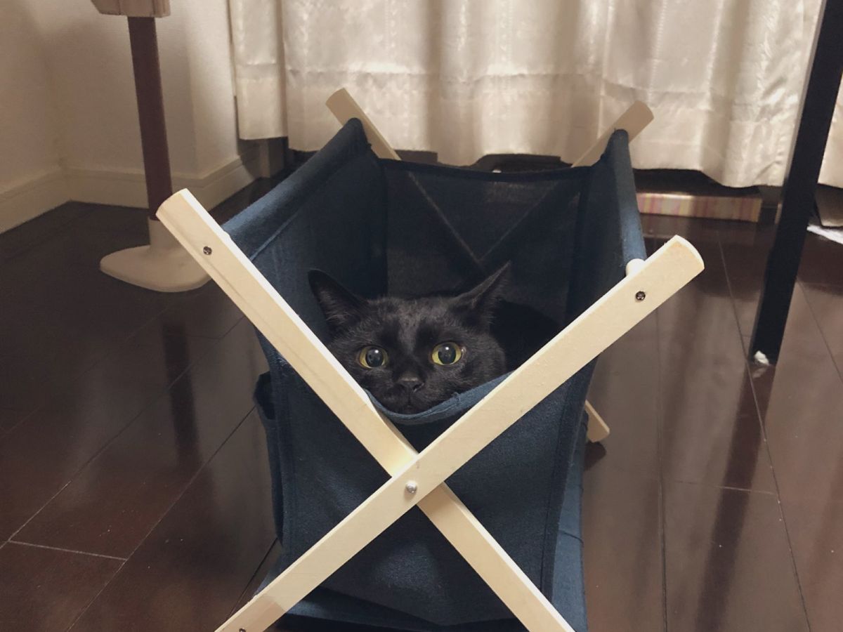 ▲主人新購入收納籃竟「長出黑貓」還饋臉賣萌！（圖／Twitter@nkknrk）