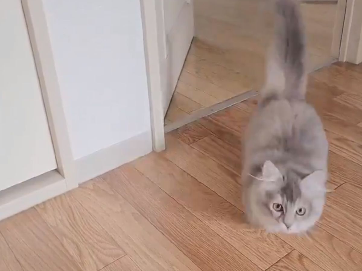 ▲大部分的貓都給人叫不來的印象，但日本這隻短腿貓可是一叫就來！（圖／Twitter@nzn_myaaa）