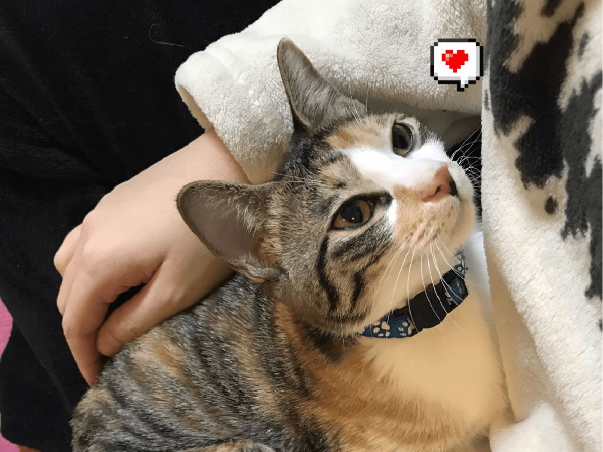 ▲貓貓表情淡定，看到逗貓棒後還忍得住嗎？（圖／Twitter@d4RAmOWzxlkbN9q）