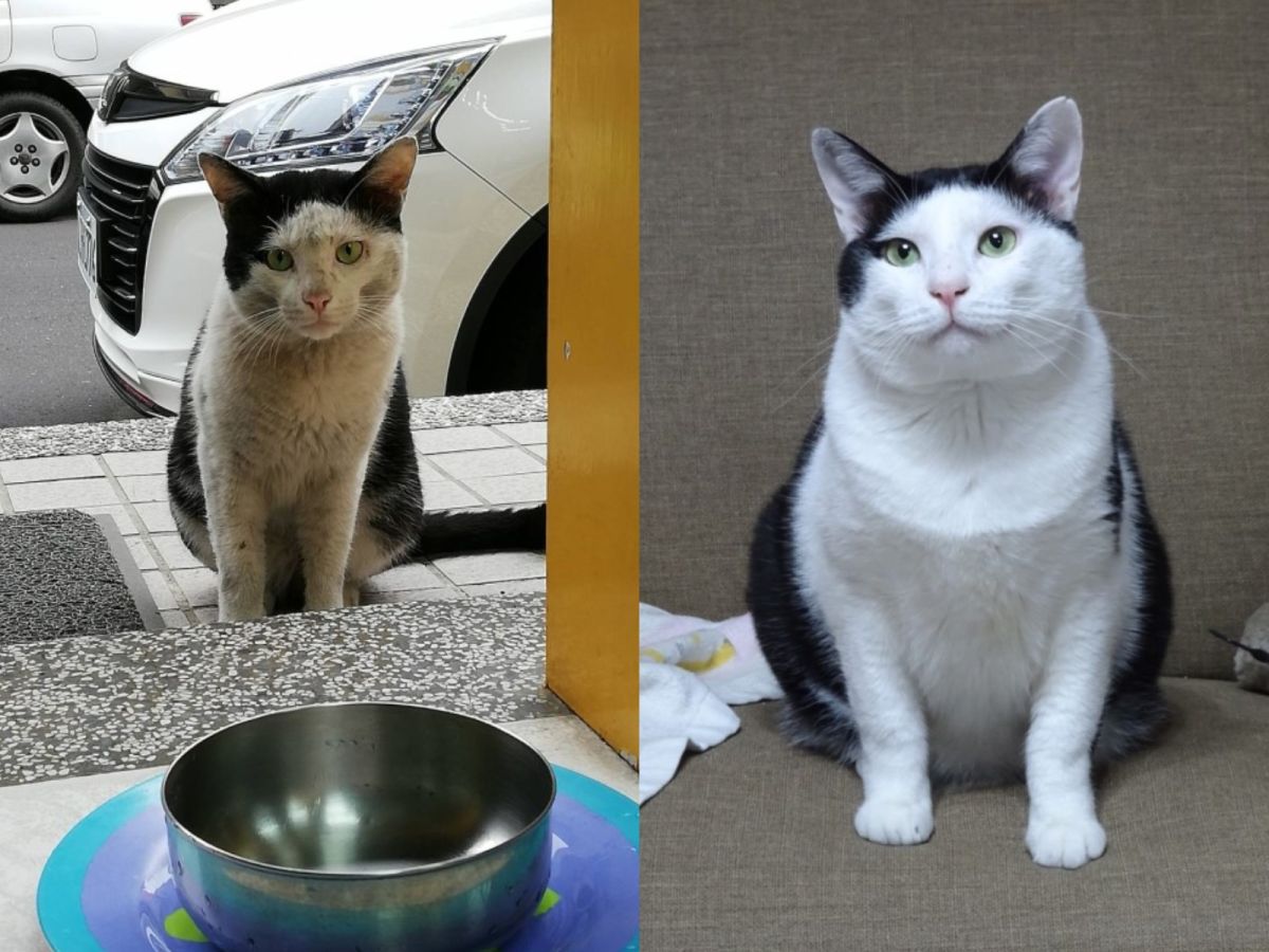 ▲黑白貓「妹妹頭」被收編後，不僅眼神已不再兇狠，身材也胖了一圈（圖／粉專妹妹頭幫主　貓丐幫傳奇授權提供）