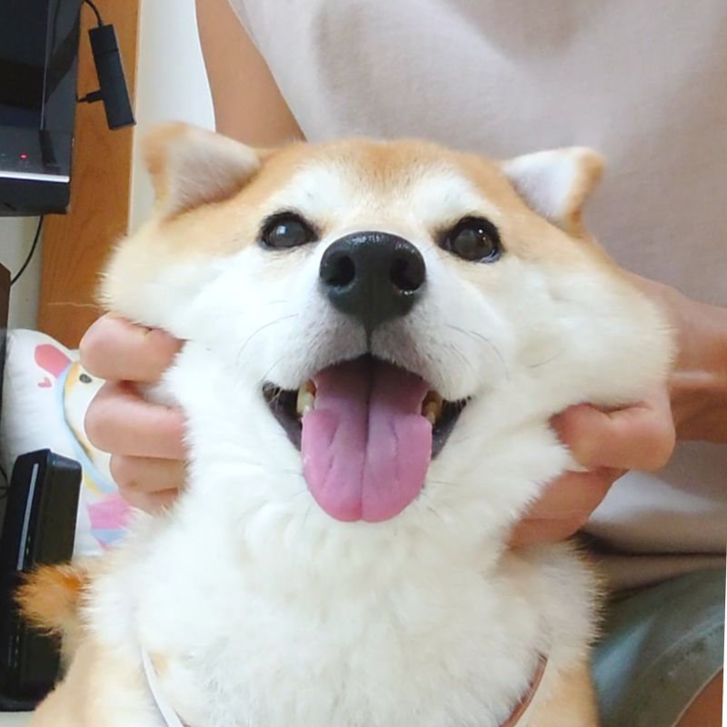 ▲柴柴最愛的臉部按摩時間!(圖/Twitter@shiba_charmy)