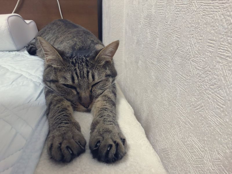 ▲本喵可沒有允許陌生人踏進來!(圖/Twitter@nekochan_slave)