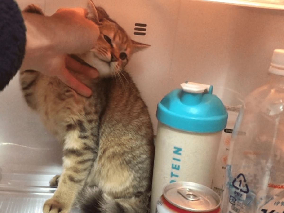 ▲當冰箱門一開，喵星人神速鑽進去。（圖／Twitter@minira_diary）