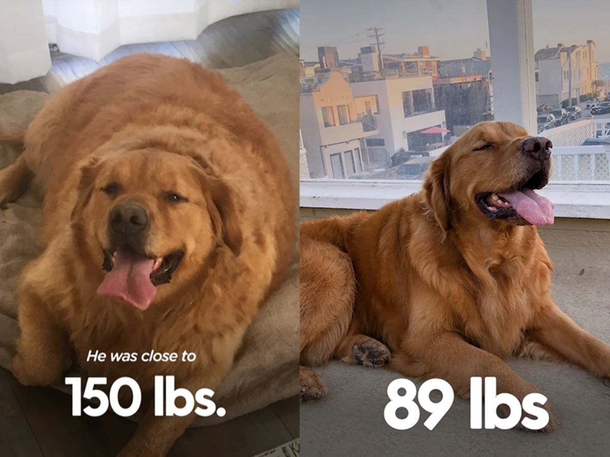 ▲金金瘦下來後，笑容變得更開朗了！（圖／Twitter@dodo）