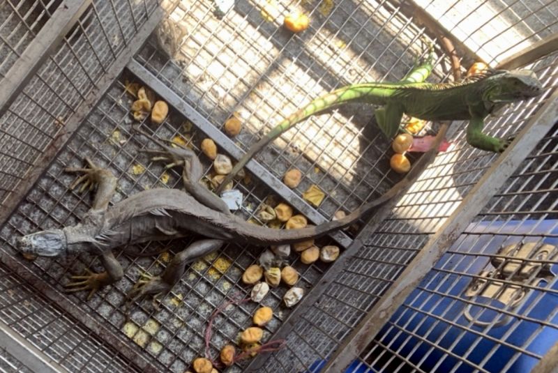 ▲縣府農業處提醒目前飼養或持有綠鬣蜥的民眾,在11月30日前向農業處辦理登記,逾期未登記者最高可處5萬元罰鍰。(圖/屏東縣政府提供,