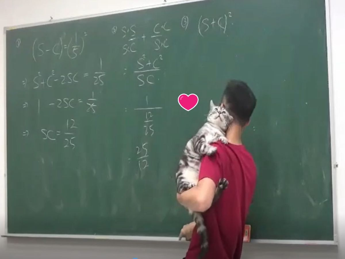 ▲數學老師帶貓咪助教上課，卻被趴肩狂蹭蹭（圖／粉專愛貓咪的數學醫生-陳逸授權提供）