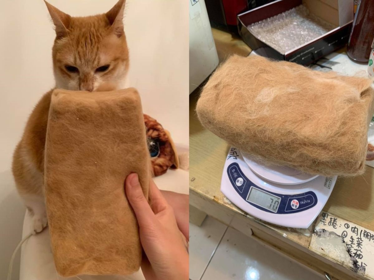 ▲網友將貓咪的廢毛集結成「毛磚頭」！（圖／網友Nana Chien授權提供）