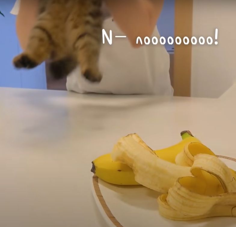 ▲不要～～～不要讓我離開香蕉～～～（圖／Youtube@Kittisaurus）