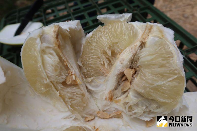 ▲白柚富含高膳食纖維、豐富的維他命C及多種礦物質等營養成份。(圖/記者陳雅芳攝)