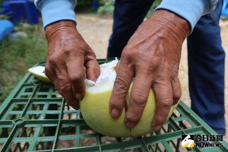 ▲二水鄉白柚種植面積有120公頃，有「白柚的故鄉」之稱，每年在節氣「霜降」後進入產季。（圖／記者陳雅芳攝）