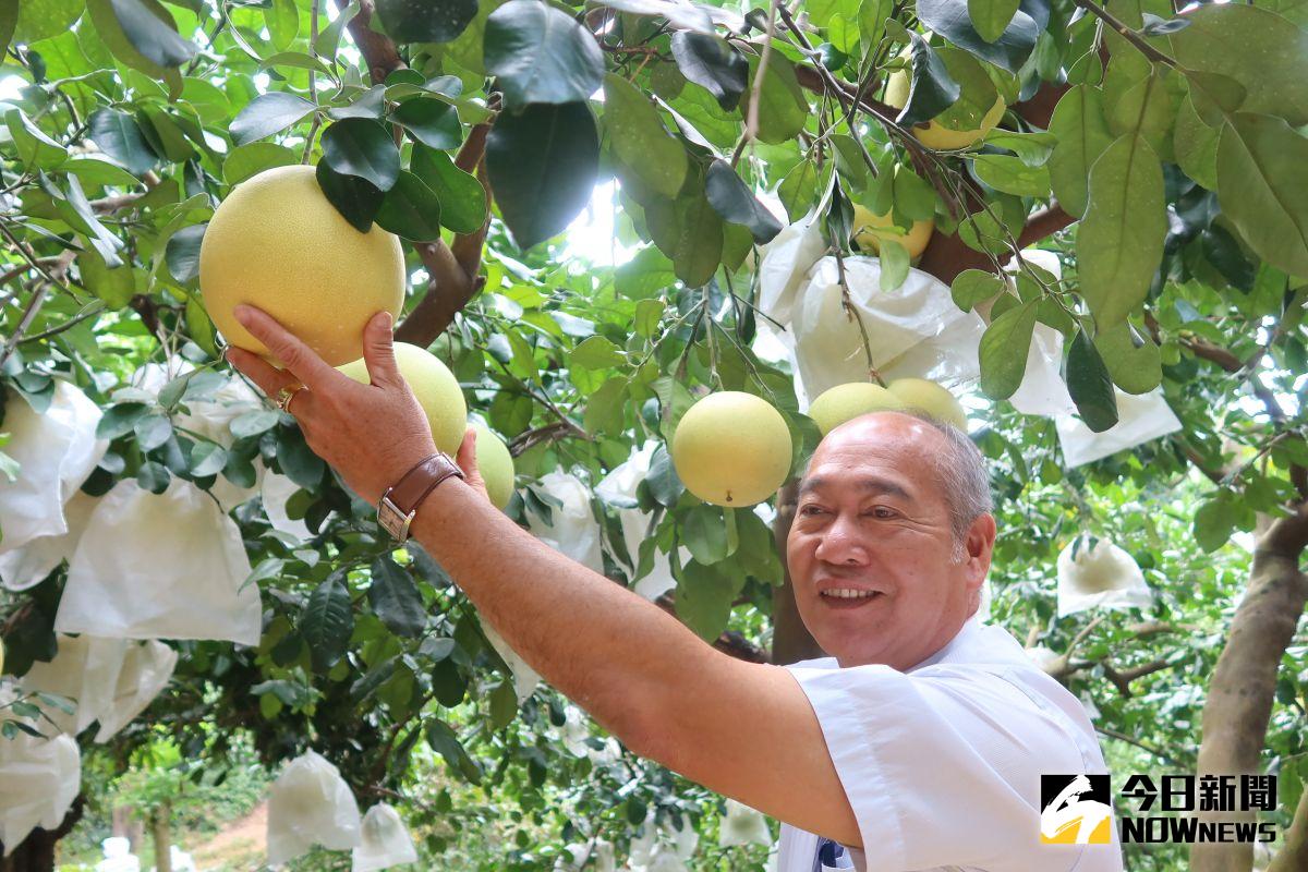 ▲大白柚不論果肉或是水分都比文旦更飽滿豐厚，甘甜中帶酸的獨特風味，食用口齒留香，吃起來更過癮。（圖／記者陳雅芳攝）