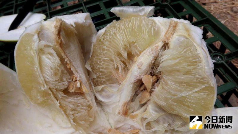 ▲陳永棠栽種的白柚的果肉更細緻甜美。(圖/記者陳雅芳攝,2020.10.26)