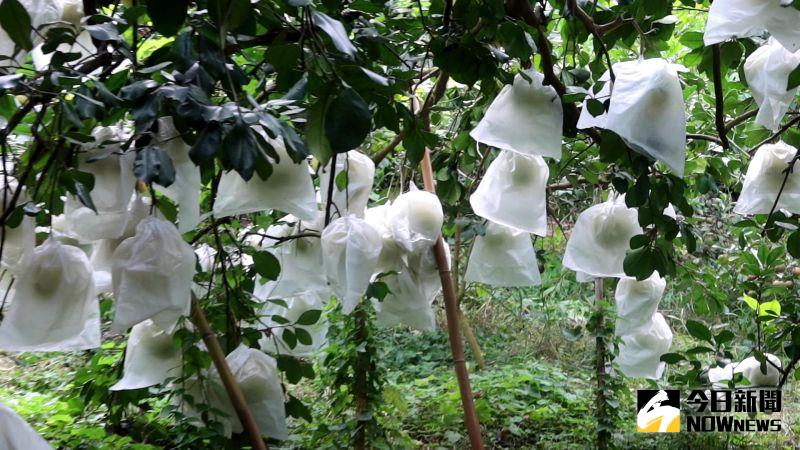 ▲陳永棠將果樹矮化種植管理,每年白柚約套袋1萬顆。(圖/記者陳雅芳攝,2020.10.26)