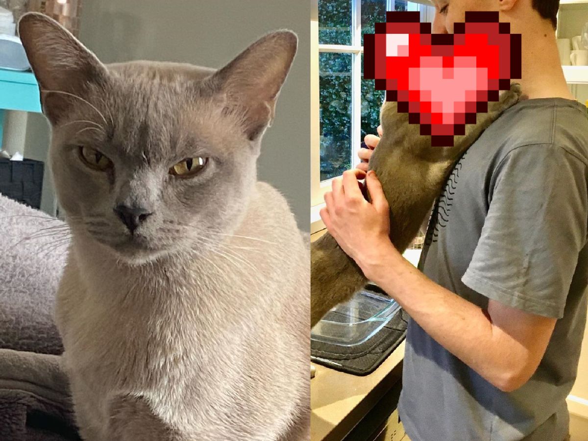 ▲貓眼神超煞氣！遇到人類卻完全不一樣了~（圖／Instagram@kiraishkabashir）