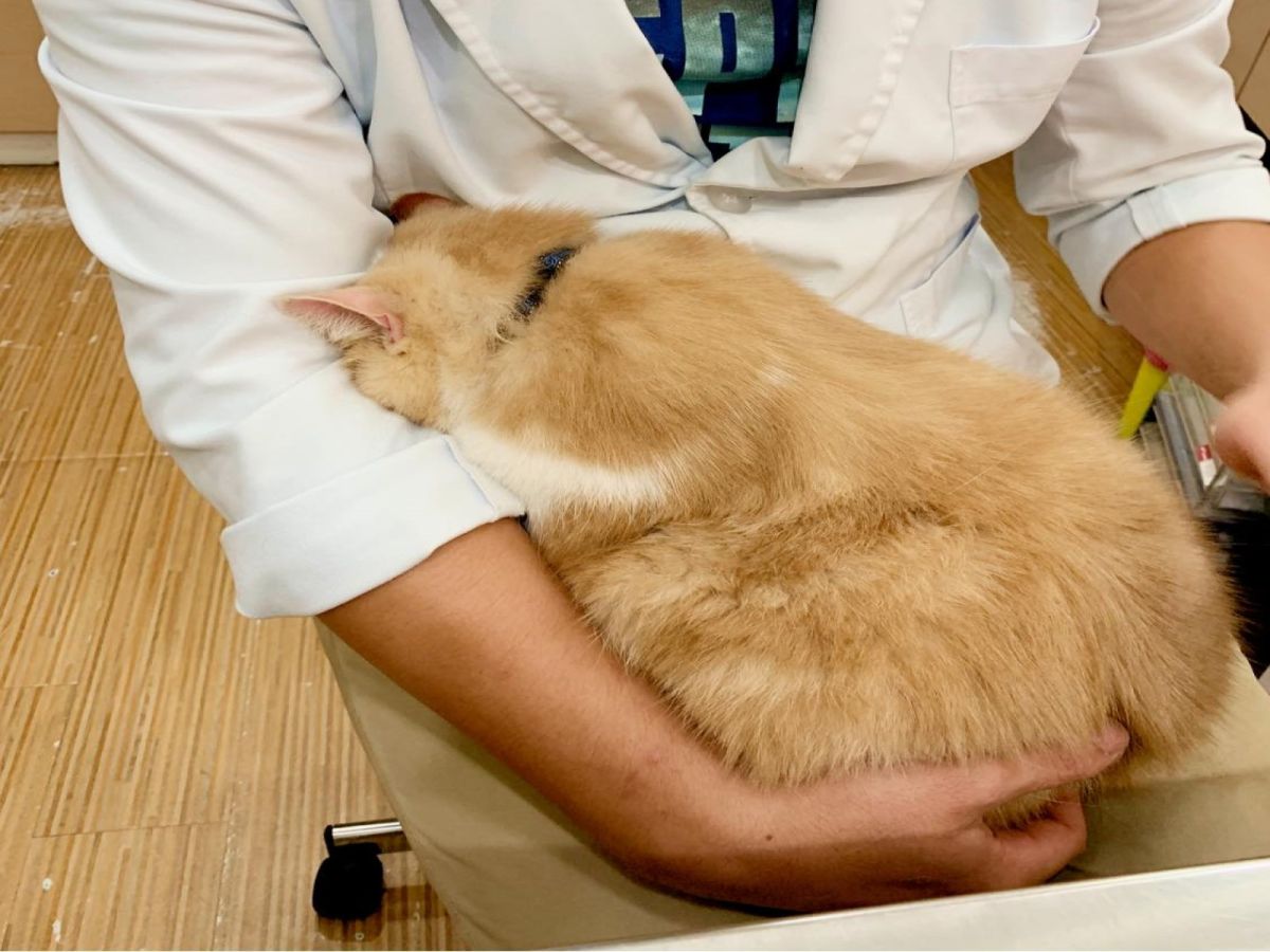 ▲網友日前帶貓咪看診，沒想到牠躲在醫生懷裡「不想面對」（圖／網友Peggy Hsu授權提供）